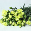 多头康乃馨·绿色 商品缩略图0