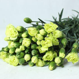 多头康乃馨·绿色