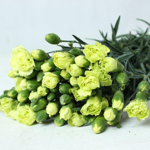 多头康乃馨·绿色 商品图0