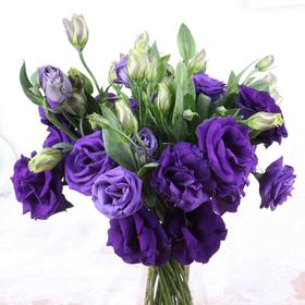 【花C自营】（AA级）洋桔梗·紫色