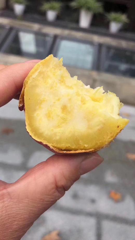 【日本金时地瓜】土豪地瓜，鸣门金时地瓜，口感细腻，粉而不干，奶香还甜，蒸/煮/烤都适合 商品图11