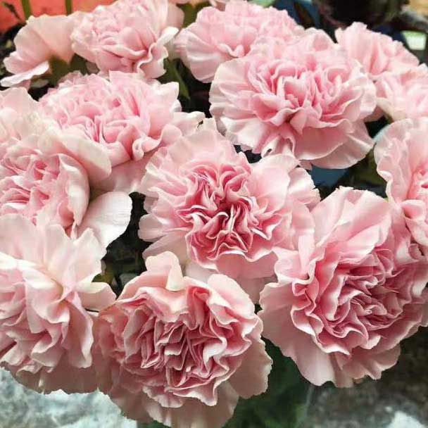 康乃馨·粉佳人