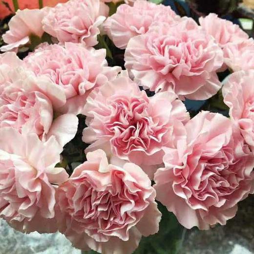 康乃馨·粉佳人 商品图0