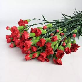 多头康乃馨·红色