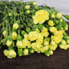 多头康乃馨·黄色 商品缩略图0