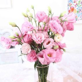 【徽上云花】（AA级）洋桔梗·粉色