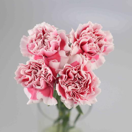 康乃馨·笑颜 商品图0