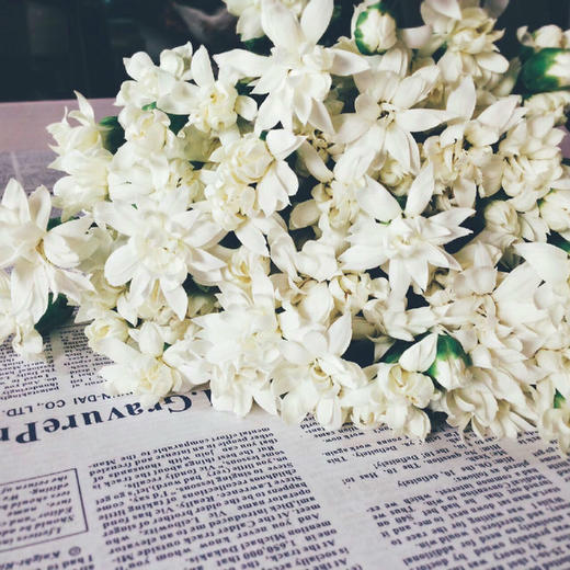 多头康乃馨·白色星太子