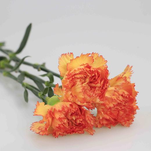 康乃馨·狂欢 商品图0