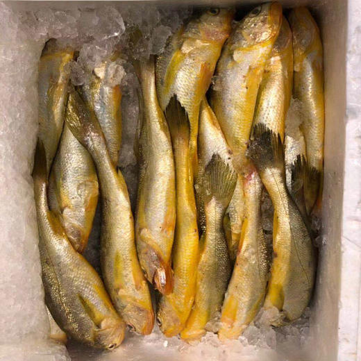 小黄鱼 纯野生 2-3两/只 一斤起售