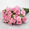多头康乃馨·粉色 商品缩略图0