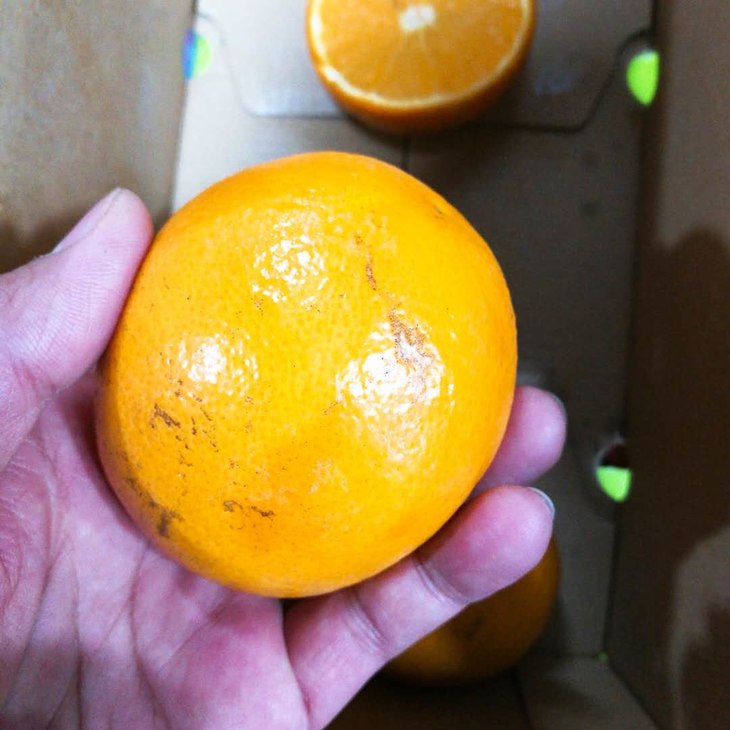 【奖品】云南哀牢山野橙 5斤±100g