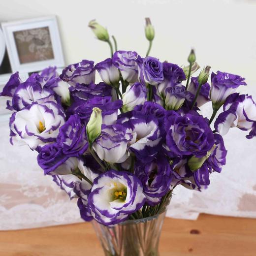 【徽上云花】（AA级）洋桔梗·紫边 商品图0