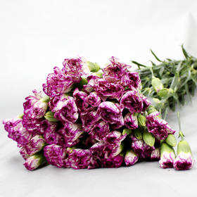 多头康乃馨-紫边