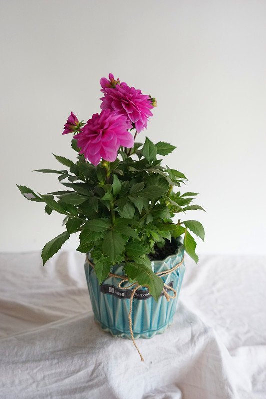 同城配送—— 精品植物 【大丽菊盆栽】