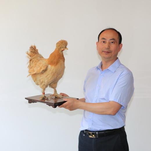 油鸡母鸡～鸡中贵族～煲汤尚品～ 商品图4