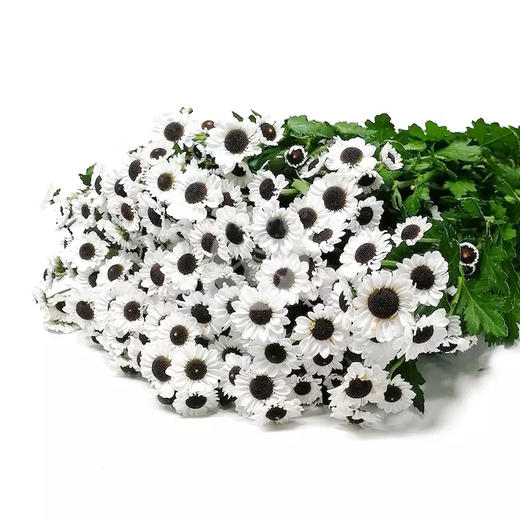 小菊·阴阳白 商品图0