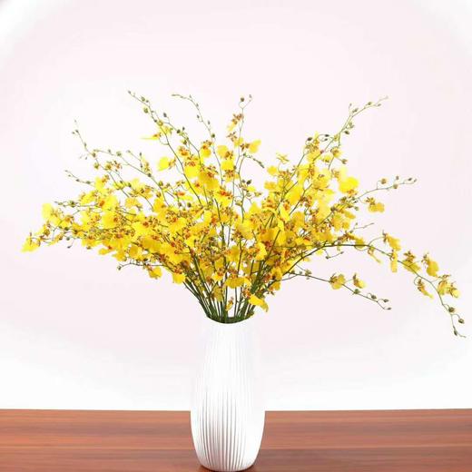 跳舞兰（海南基地） 商品图2