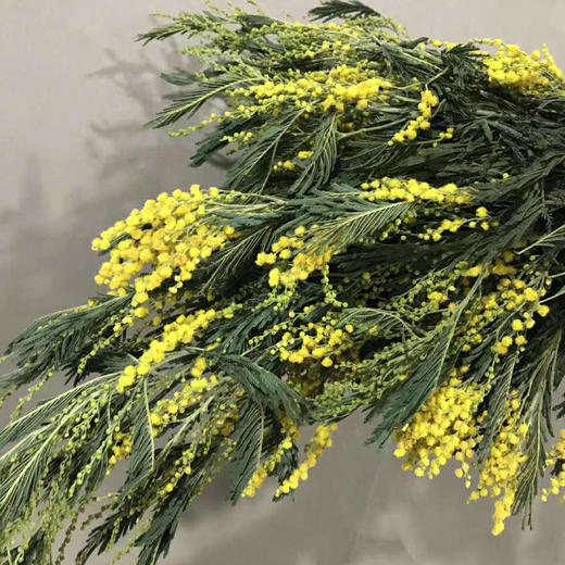 圣诞花 商品图0