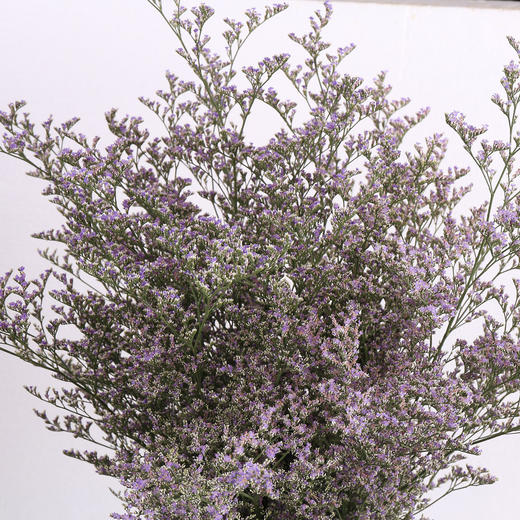 情人草 商品图0