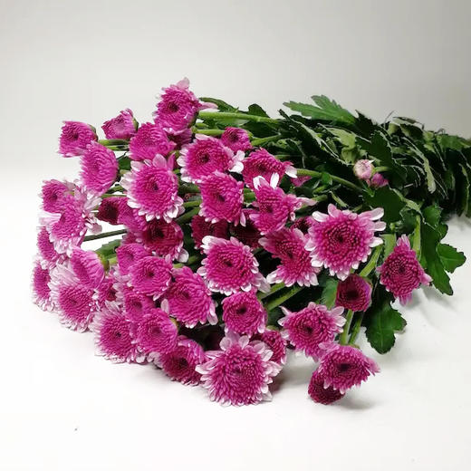 小菊·纳沃纳 商品图0