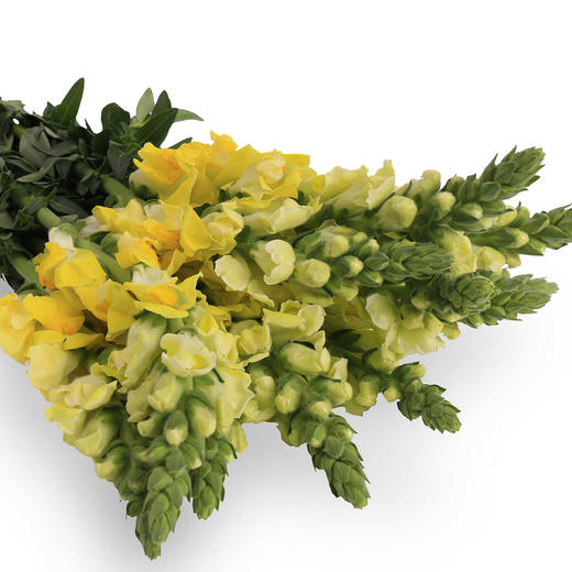 金鱼草·黄色 商品图0