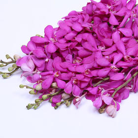 千代兰·玫红色