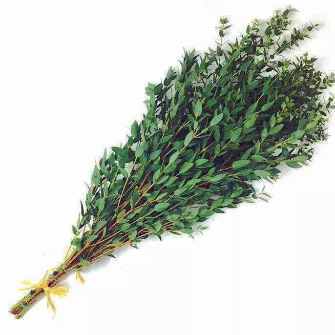 徽上云花--尤加利叶·细叶