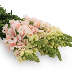 金鱼草·双色粉