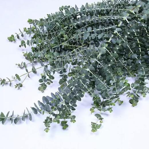 徽上云花--尤加利叶·小叶多枝 商品图0