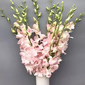 洋兰·粉色（A级）