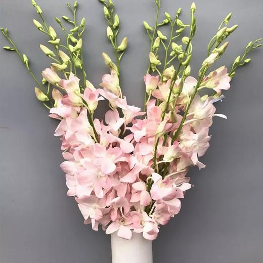 洋兰·粉色（A级） 商品图0