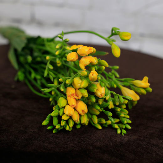 香雪兰·黄色 商品图0