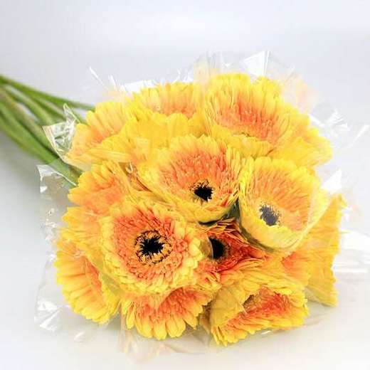 非洲菊·香槟 商品图0