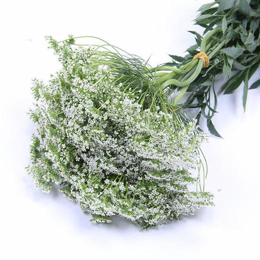 蕾丝·白色 商品图0