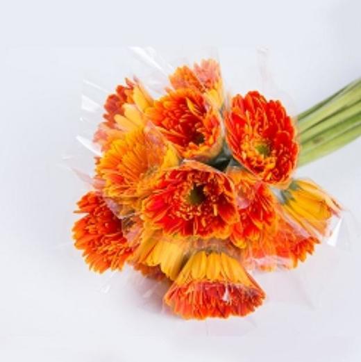 非洲菊·橙色 商品图0