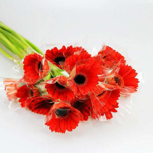 非洲菊·红色 商品图0