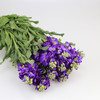 紫罗兰·紫色 商品缩略图0