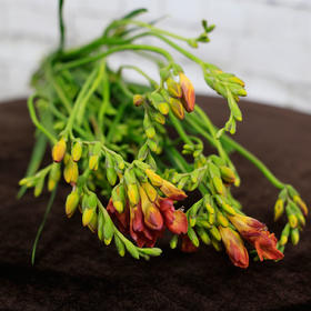 香雪兰·橙红色