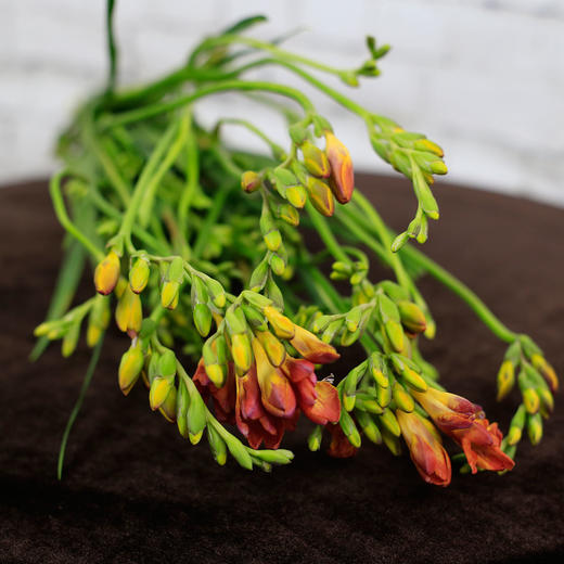 香雪兰·橙红色 商品图0