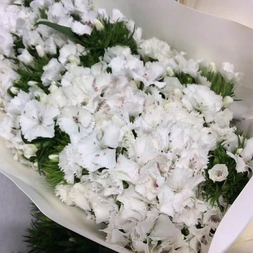 相思梅·白色 商品图0