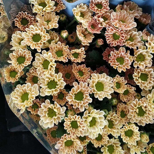 小菊·香槟色 商品图0