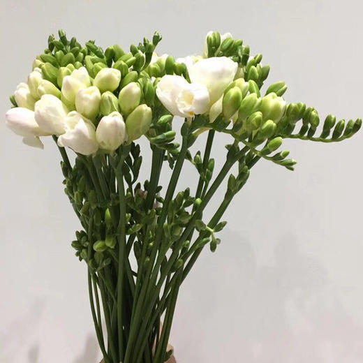 香雪兰·白色 商品图0