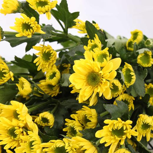 小菊·瑞黄 商品图0