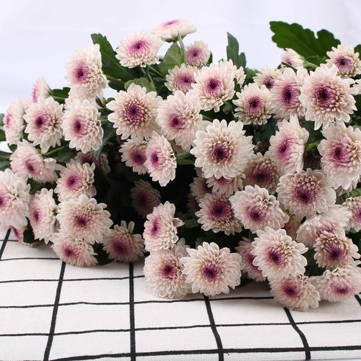 小菊·马蒂斯 商品图0