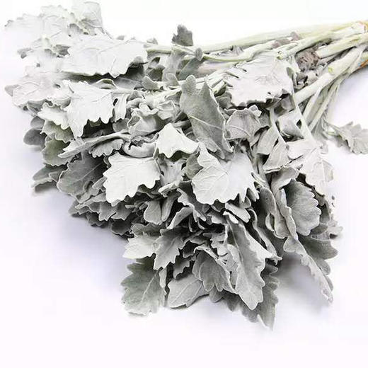 银叶菊 商品图0