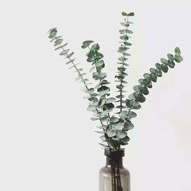 徽上云花--尤加利叶·小叶单枝