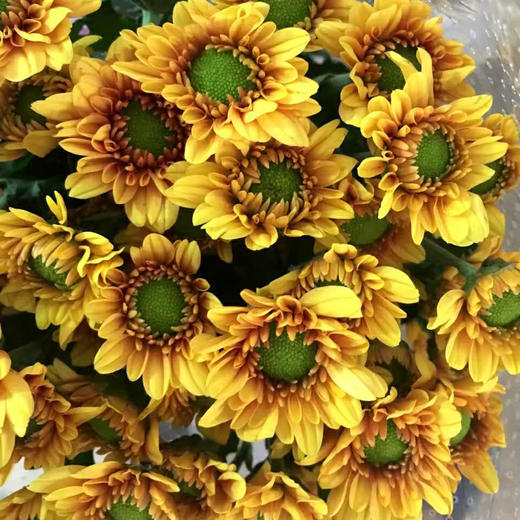 小菊·绿心橙 商品图0