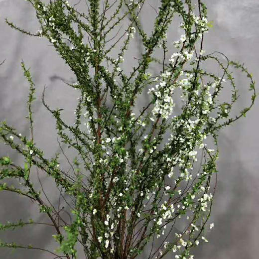 雪柳花 商品图0