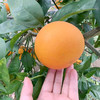 【余庆·塔罗科血橙】5斤 生态种植 果园现摘现发 新鲜直达  商品缩略图3